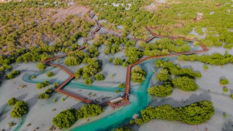 mangroves_UAE